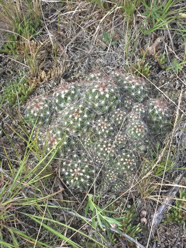 Spinystar