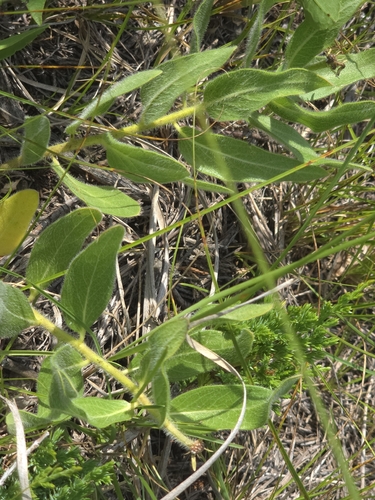 woolly milkweed