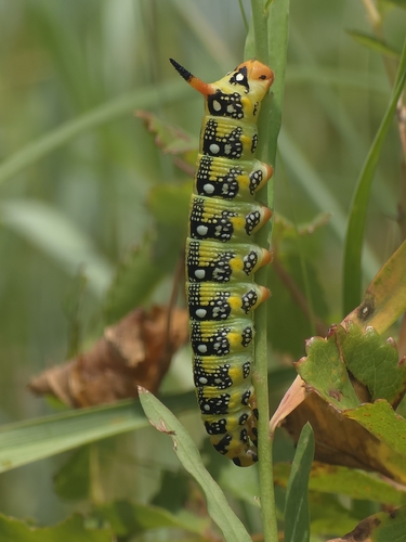 Leafy Spurge Hawkmoth
