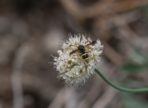 iNaturalist observation photo of Potter and Mason Wasps