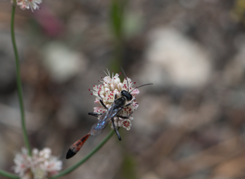 iNaturalist observation photo of Thread-waisted Sand Wasps