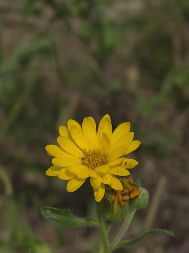 Hairy False Goldenaster