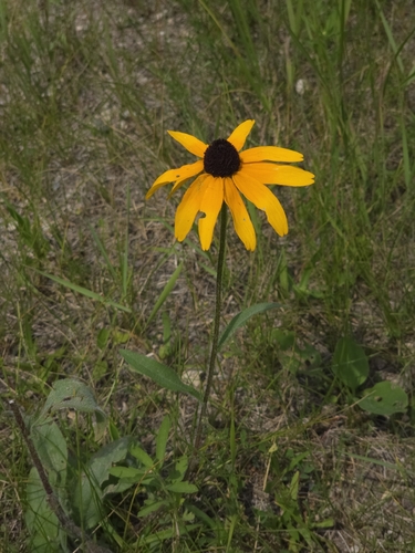 black-eyed Susan