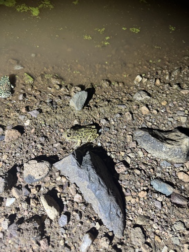 Lowland Burrowing Tree Frog