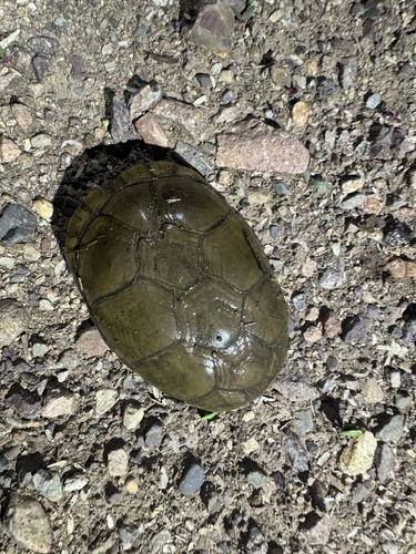 Arizona Mud Turtle