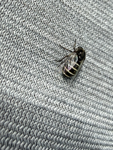 iNaturalist observation photo of Ogcodes