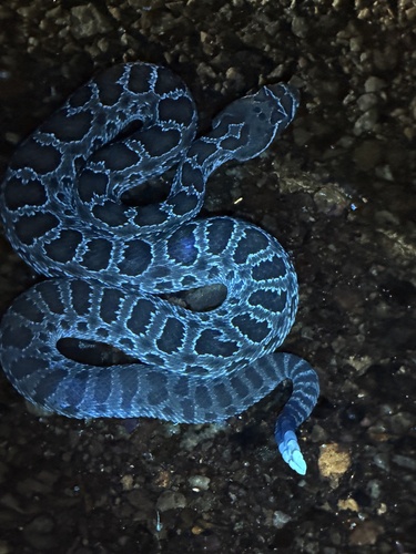 Prairie Rattlesnake