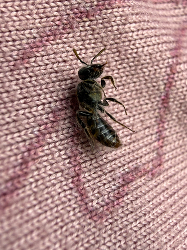 iNaturalist observation photo of Halictina
