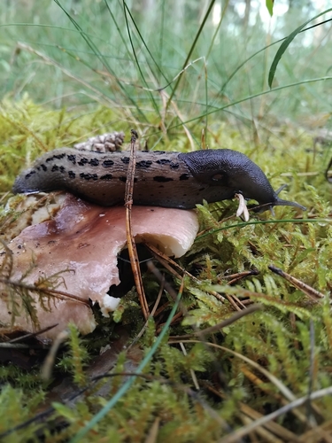 Ash-black Slug