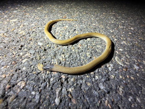 Plains Black-headed Snake