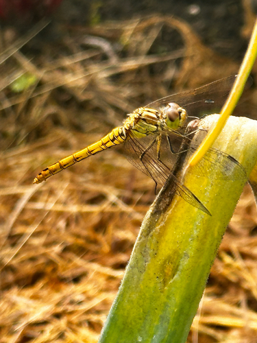 Vagrant Darter