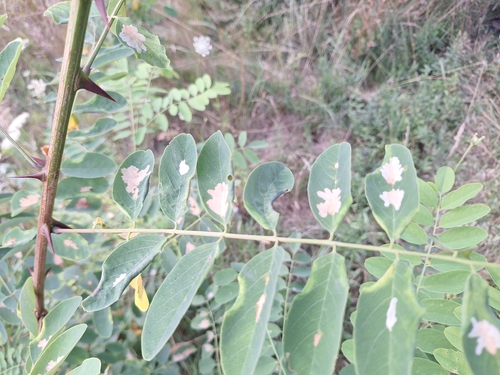 Locust Digitate Leafminer Moth