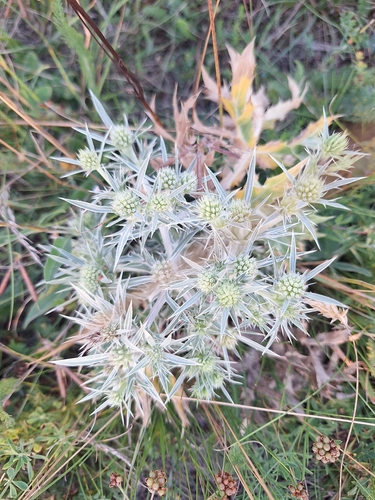 Field Eryngo