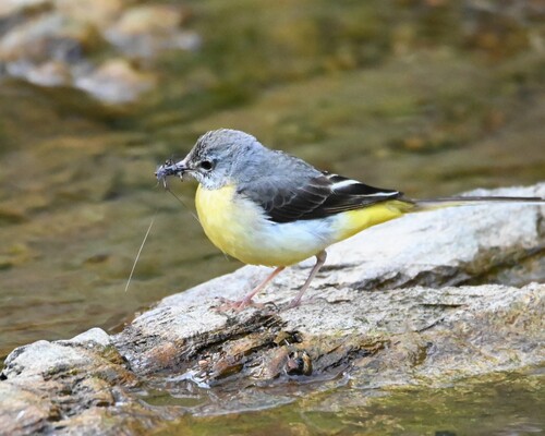 Grey Wagtail