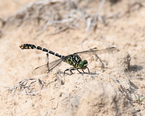 Small Pincertail