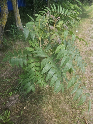 staghorn sumac
