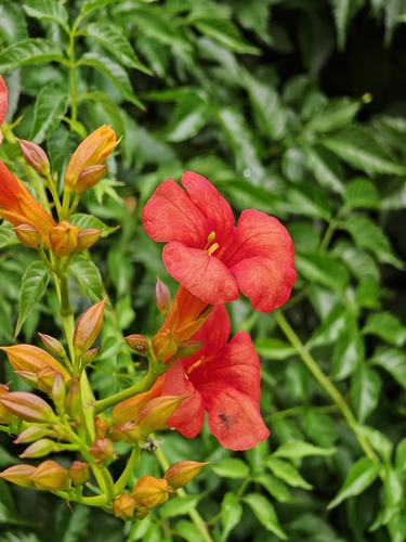 American trumpet vine