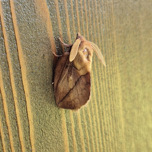 Drinker Moth