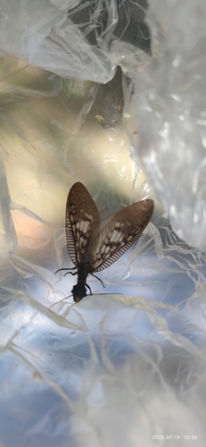 Neoneuromus maclachlani