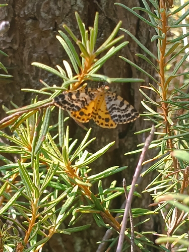 Spotted Beauty