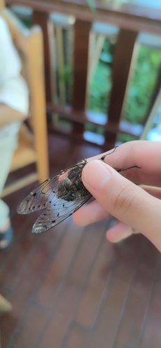 Robust Cicada