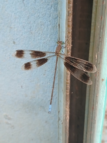 Orolestes octomaculatus