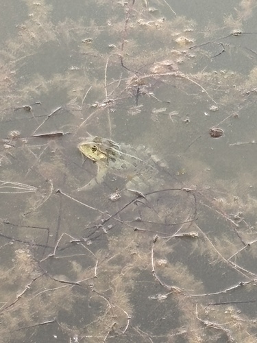 Marsh Frog