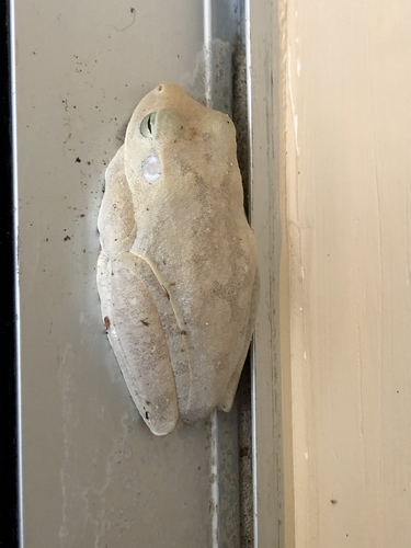 Drylands Tree Frog