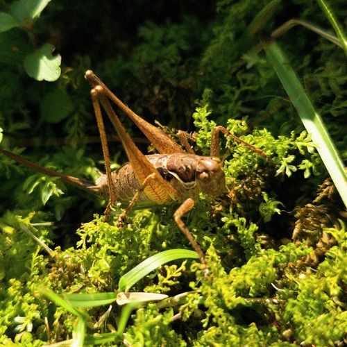Graceful Bush-cricket