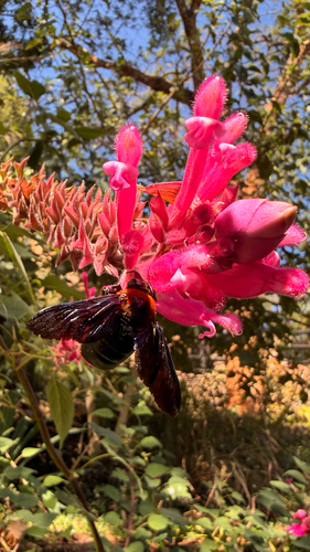 Big Red Large Carpenter Bee