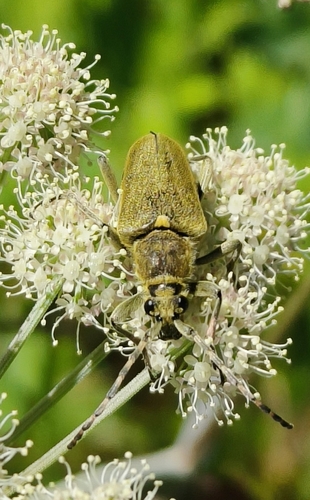 Lepturobosca virens
