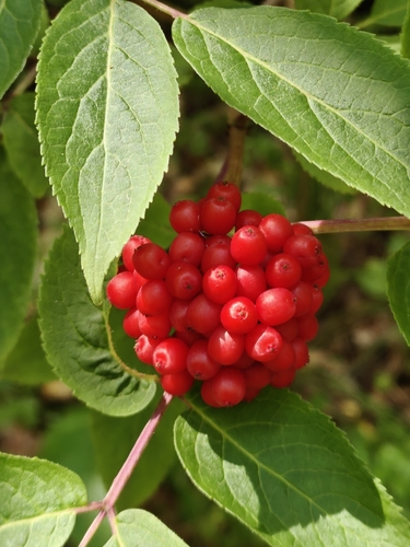 red-berried elder