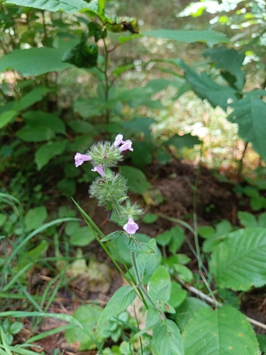 Wild Basil