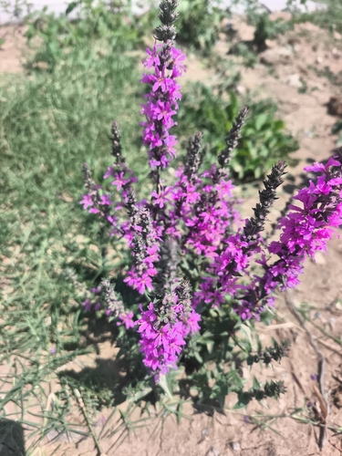 purple loosestrife