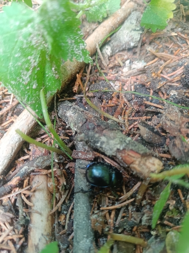 Woodland Dor Beetle