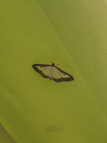 Box Tree Moth