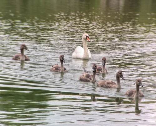 Mute Swan