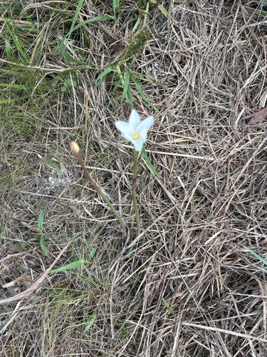 Brazos rain-lily