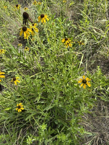 Missouri Orange Coneflower