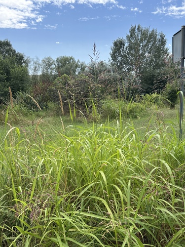 Johnson grass