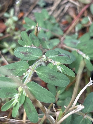 Spotted spurge