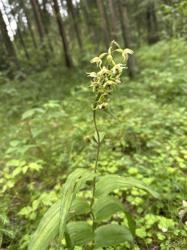 Broad-leaved helleborine