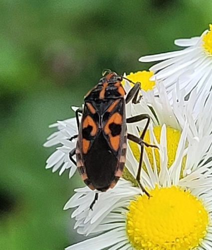 Spilostethus saxatilis