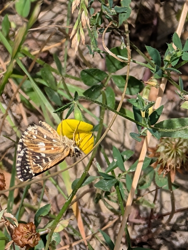 Grizzled Skipper
