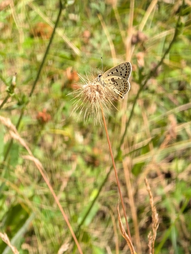 Sooty Copper