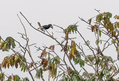 Piping Hornbill
