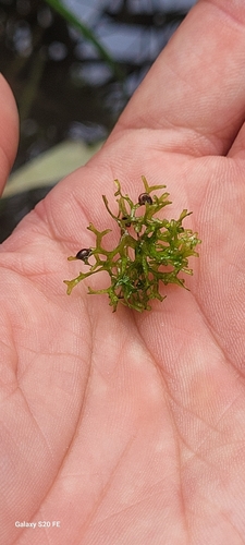 Floating Crystalwort