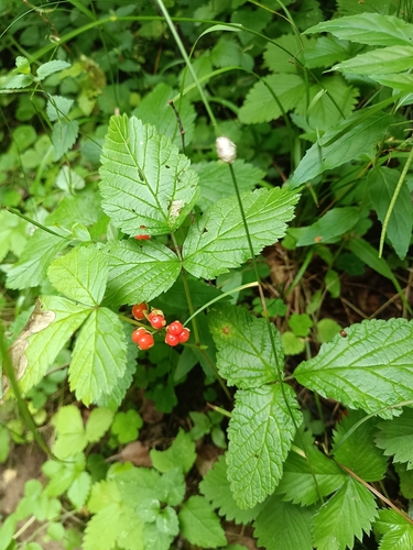 Stone Bramble