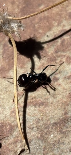 Barbary Harvester Ant
