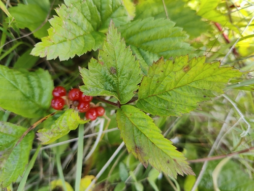 Stone Bramble